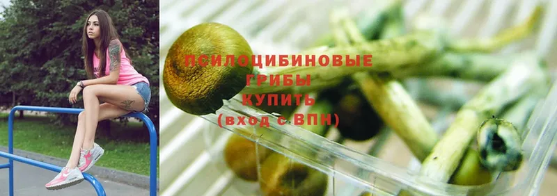 Псилоцибиновые грибы Magic Shrooms  купить закладку  Каргополь 